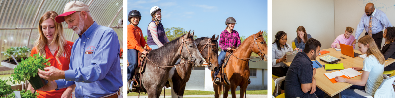 Collage of horticulture student and professor looking at a plant, equine science students riding horses, and students working together around a table as a professor looks on.