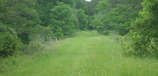 CBFS Pasture