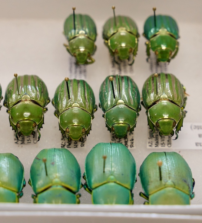 Tiger beetles are organized in a display case at Sam Houston State University’s Natural History Collections.