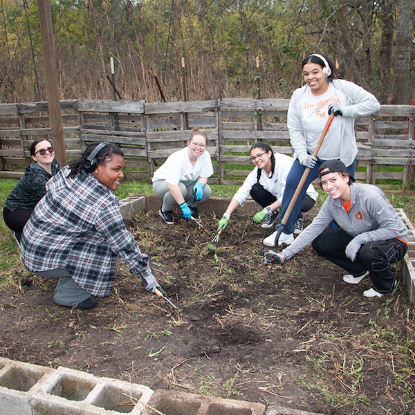 SHSU honors students working to revitalize a raised bed garden.