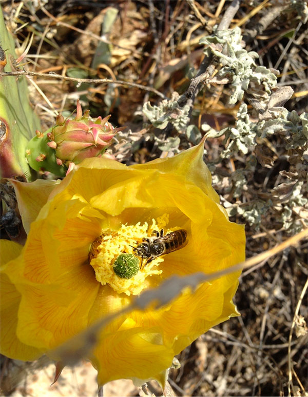 bee cactus