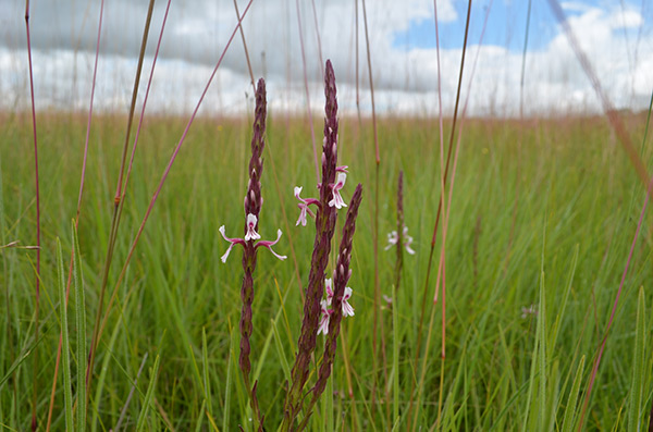 striga linearifoilia