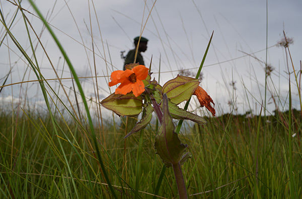 Tropical Plant Parasites in Democratic Republic of the Congo