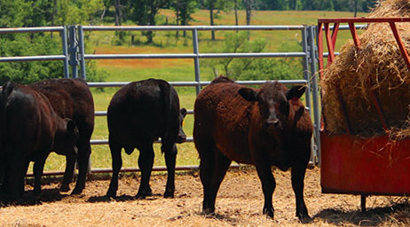 bulls outside with hay