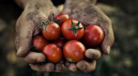 dirty hand with tomatoes